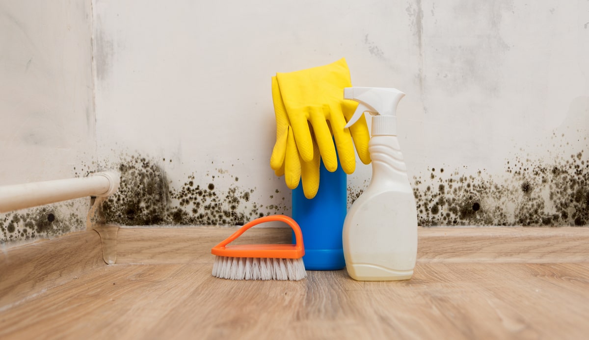 Comment se débarrasser de la moisissure de la maison ? - Sanifer